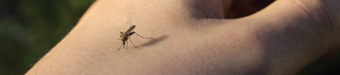 How-to-keep-mosquitoes-at-bay